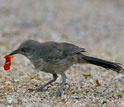 Photo of a curve-billed thrasher foraging in a xeric yard in Phoenix.