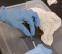 researcher taking blood from the base of a walking leg of a blue crab using a syringe