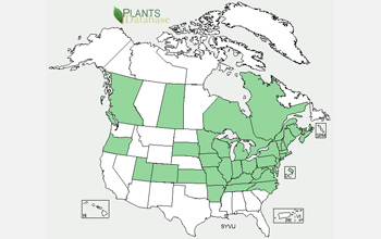 Map showing the current distribution of lilacs in green.