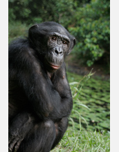 Photo of a bonobo named Mimi, the alpha female, having a little down time.