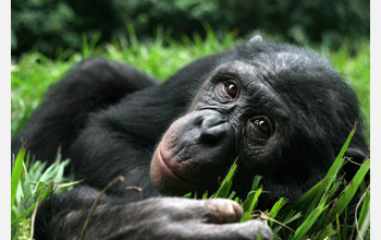 Photo of one of Brian Hare's favorite bonobo subjects relaxing at the Lola ya Bonobo sanctuary.