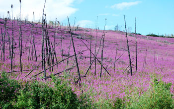 Fireweed and burned landscape