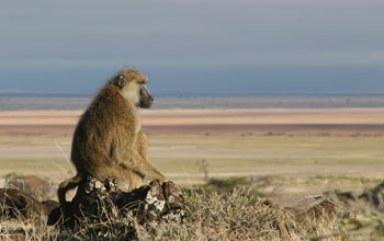 a adult male baboon resting on a rock early in the morning.