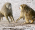 two adult male baboons fighting at very close range.