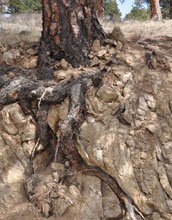 Photo of a ponderosa pine extending its roots into rock below.