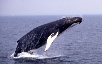 A humpback whale breach in Massachusetts Bay.