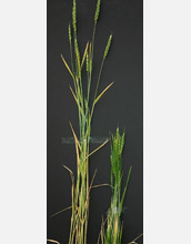 Photo of wheat plants.