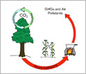 Illustration showing soil improvement through biochar in conjunction with cook stove systems.