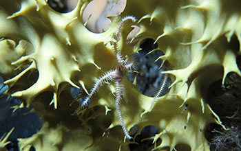 A brittle starfish on a yellow sponge, photographed in Antarctica