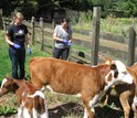 Two biologists next to cows on a farm