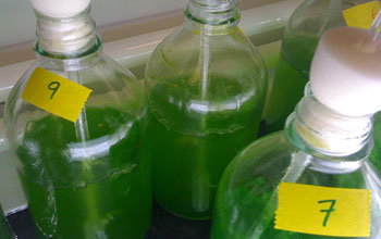 Photo of bright green microalgae growing in the laboratory.