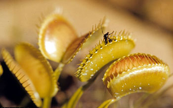 Photo of Venus flytraps.