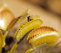 Photo of Venus flytraps.