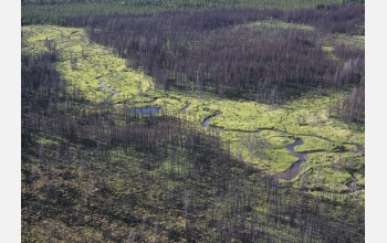 An aerial view reveals the extent of a 2003 fire in the boreal forests of Manitoba, Canada.