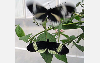 Photo of a white male butterfly courting a yellow female during a mate choice experiment in Ecuador.