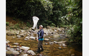 Photo of researcher Nicola Chamberlain smiling as she collects dos machos, two male butterflies.