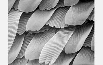 A scanning electron micrograph of a butterfly wing