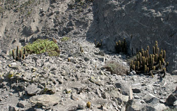 Cacti grow high in the quebrada above archaeological site