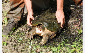 Mike Jones capturing a snapping turtle.