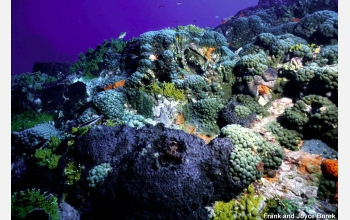 Corals like these in the Gulf of Mexico are affected by the increasing acidity of the oceans.