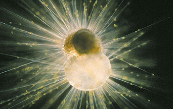 Photo showing the geochemistry of microscopic plankton