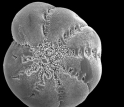 The shells of foraminifera, plankton common in the seas, may be a casualty of ocean acidification.