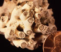Close-up photo of a fossil coral compared to the size of a penny