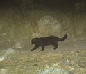 Photo of a domestic cat taken by a motion-activated camera.