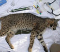 Photo of an immobilized bobcat whose spot pattern helps identify individuals.