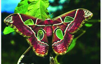 A free-living adult female <em>Rothschildia lebeau</em> (Saturniidae) in copula with a male