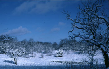 Winter in the oak savanna at NSF's Cedar Creek Long-Term Ecological Research site.