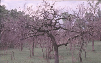 Bur oaks are mainstays of oak savanna ecosystems in the northcentral U.S.