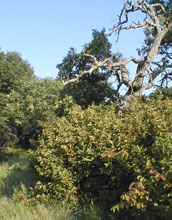 For oak savanna to flourish, growth of the shrub American hazel must be kept in check.