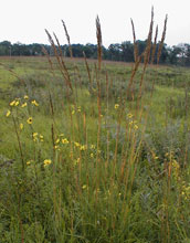 Indian Grass and other prairie plants bend in Minnesota breezes.