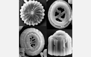 Scanning electron micrographs of late Paleocene nannoplankton.