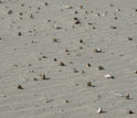 Photo of dead sand crabs washed up on the shore of a beach in Chile.
