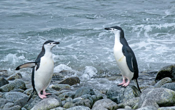 Photo of two chinstrap penguins.