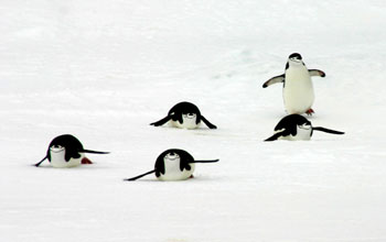 Chinstrap penguins sliding down a hill