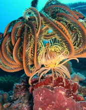 Photo of a marine animal and plants under water