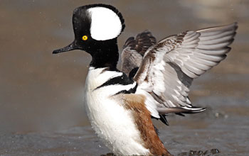 Photo of a male hooded merganser on water with its wings outspread and hood raised.