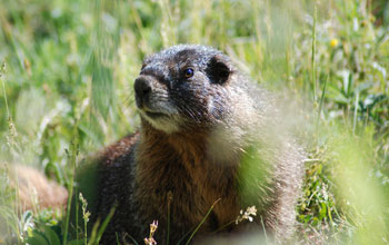 Photo of a yellow-bellied marmot.