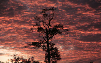 Amazon rainforest tree in a pasture at sunset.