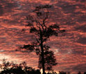 Amazon rainforest tree in a pasture at sunset.