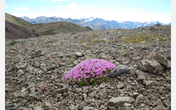 Photo of a single moss campion plant.