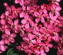 Photo of moss campion flowers.