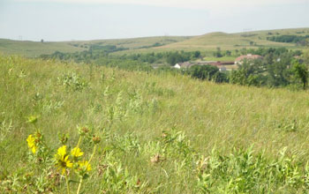 prairie grass and wildflowers.