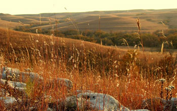 brown prairie grass.