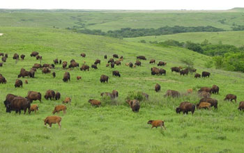 bison on the prairie.