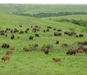 bison on the prairie.