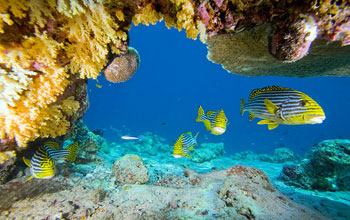 fish in a coral reef.